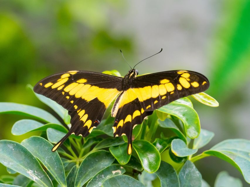 Prague: Papilonia Butterfly House - Value for $9: why it feels fair, even if the room is small