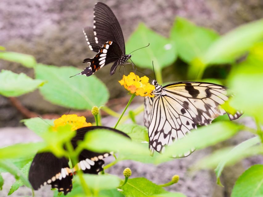 Prague: Papilonia Butterfly House - Walking the flight zone: how to get butterflies to land (and how not to miss them)