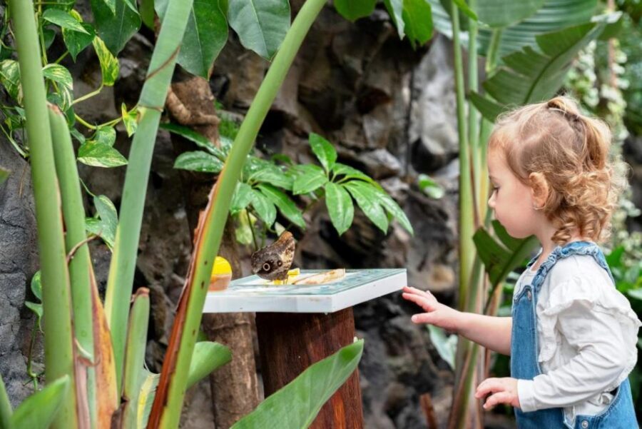 Prague: Papilonia Butterfly House - Etiquette you’ll actually need here (especially with kids)