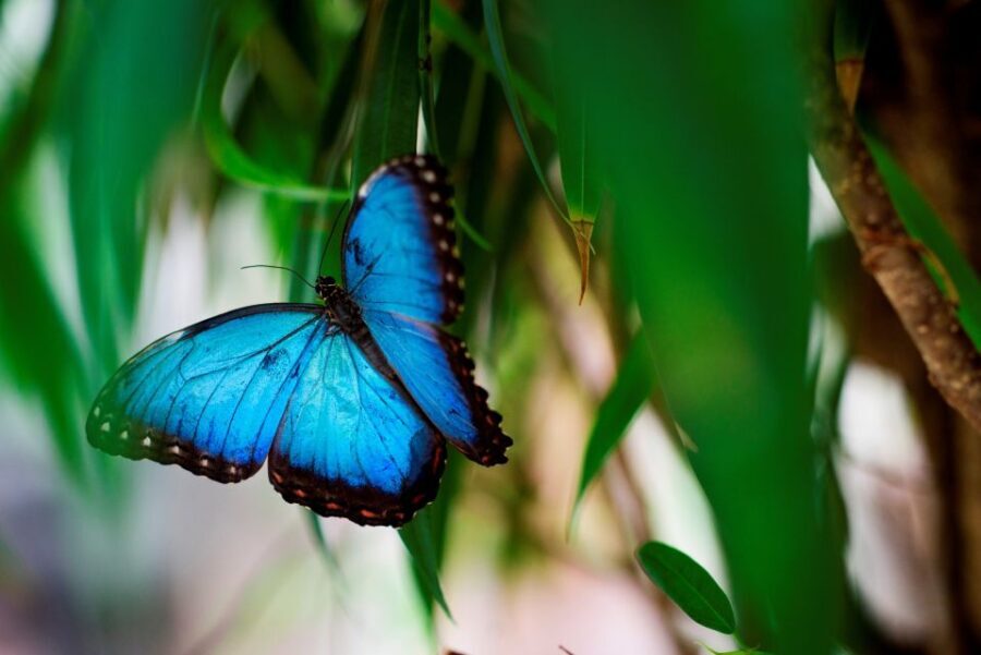 Prague: Papilonia Butterfly House - Warm room reality check: clothing and comfort