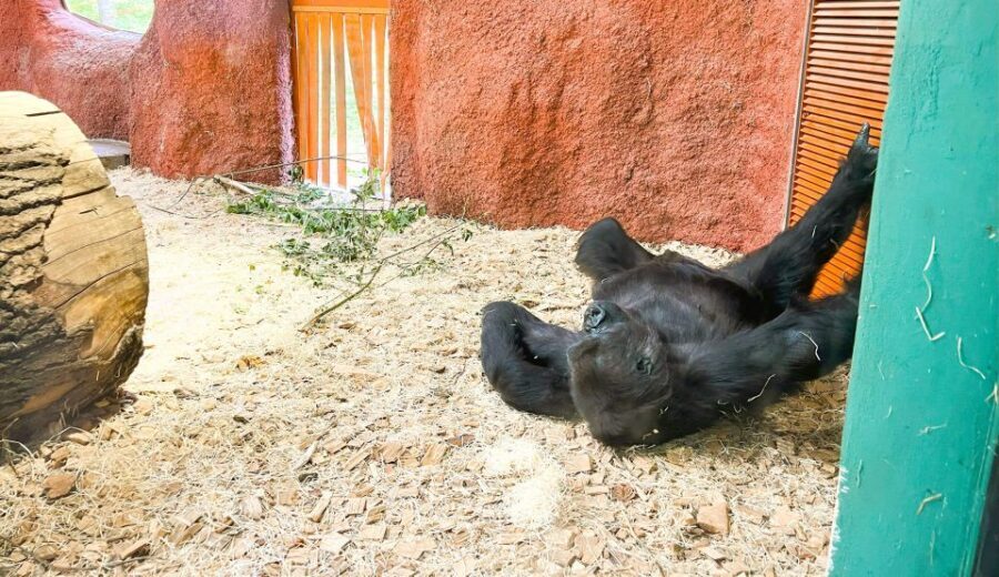 Prague: Prague Zoo Audio Guide with E-Ticket - How the audio tour moves you around the zoo (without locking you into a group)