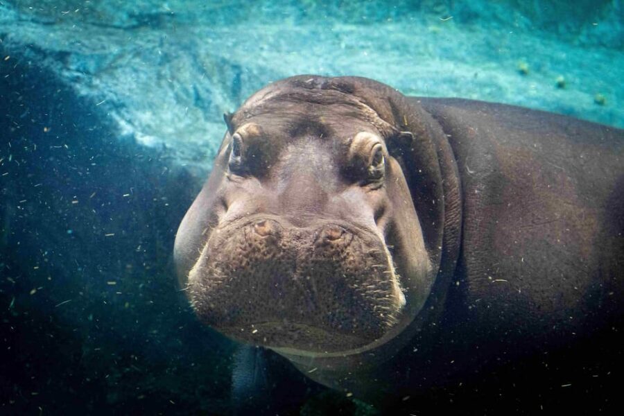 Prague Zoo: Skip-the-Line Entry Ticket - Key reasons this ticket is worth it