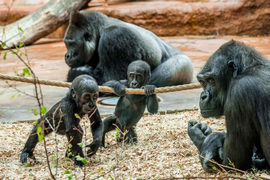 Prague Zoo: Skip-the-Line Entry Ticket - Prague Zoo in Troja: Why It Feels Like a Day Trip World
