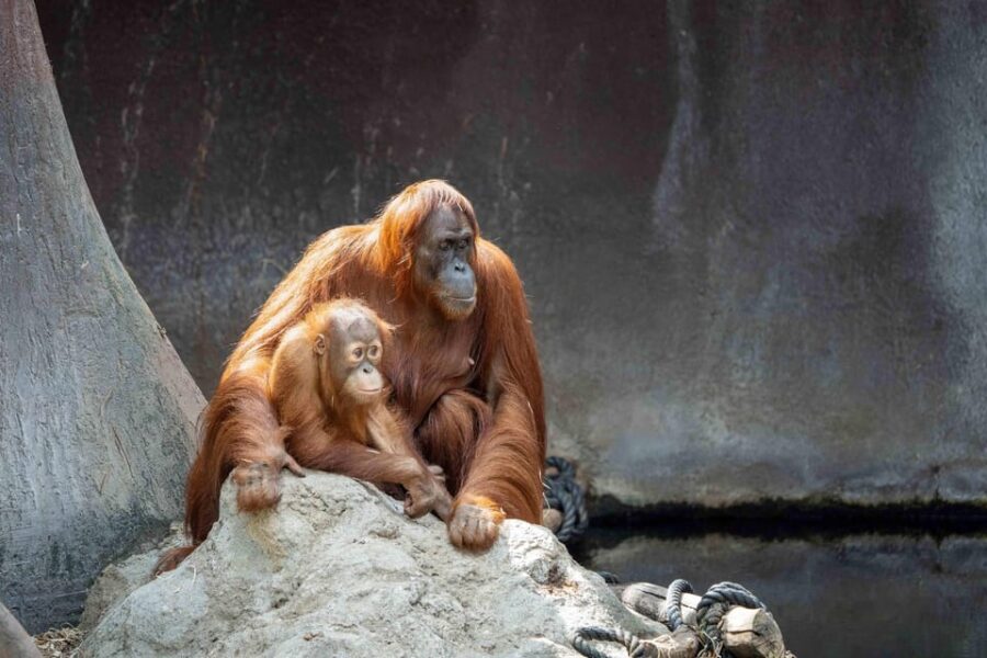 Prague Zoo: Skip-the-Line Entry Ticket - Cable Car, Chair Lift, and Zipline: When the Zoo Turns Into an Experience