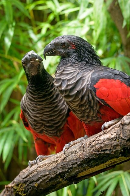 Prague Zoo: Skip-the-Line Entry Ticket - Opening Hours by Season: How to Pick the Right Time to Go