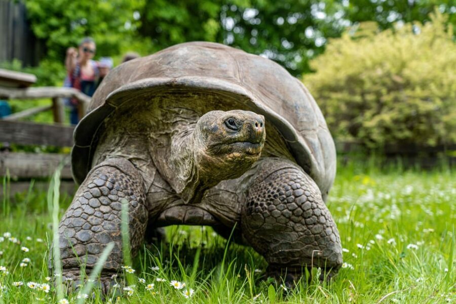 Prague Zoo: Skip-the-Line Entry Ticket - Price and Value: Is $15 Worth It Here?