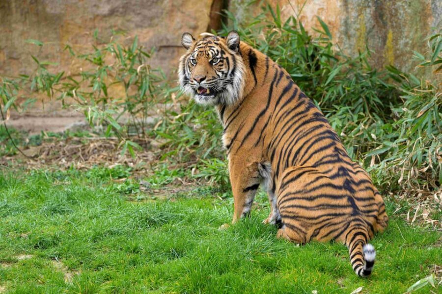Prague Zoo: Skip-the-Line Entry Ticket - Skip-the-Line Entry: How the Main Entrance Changes Your Whole Day